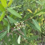 Indian Hemp (Apocynum cannabinum)