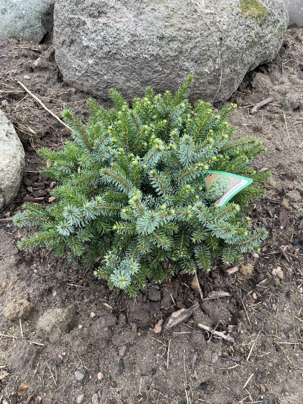 Kamenz Serbian Spruce (Picea omorika ‘Kamenz’)