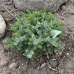 Kamenz Serbian Spruce (Picea omorika ‘Kamenz’)