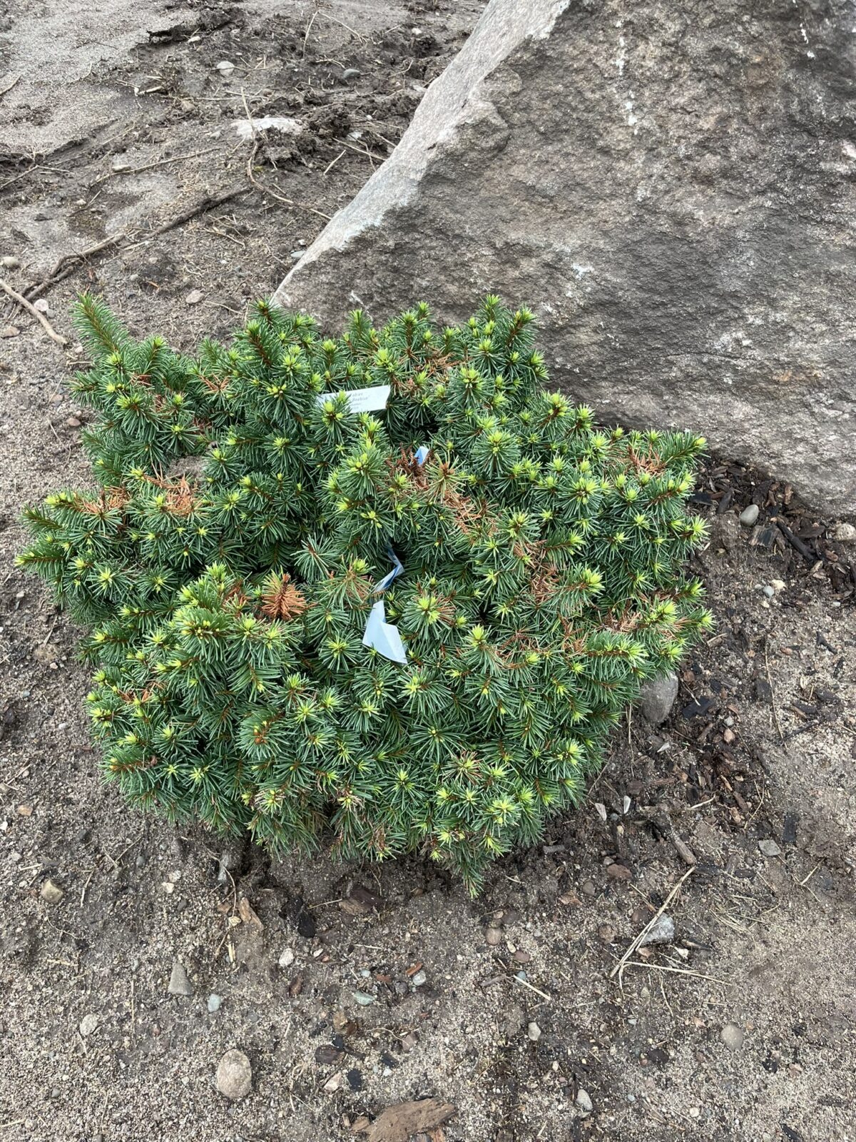 Lanham’s Beehive Spruce (Picea abies ‘Lanham’s Beehive’)
