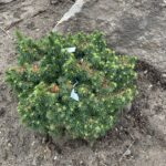 Lanham’s Beehive Spruce (Picea abies ‘Lanham’s Beehive’)