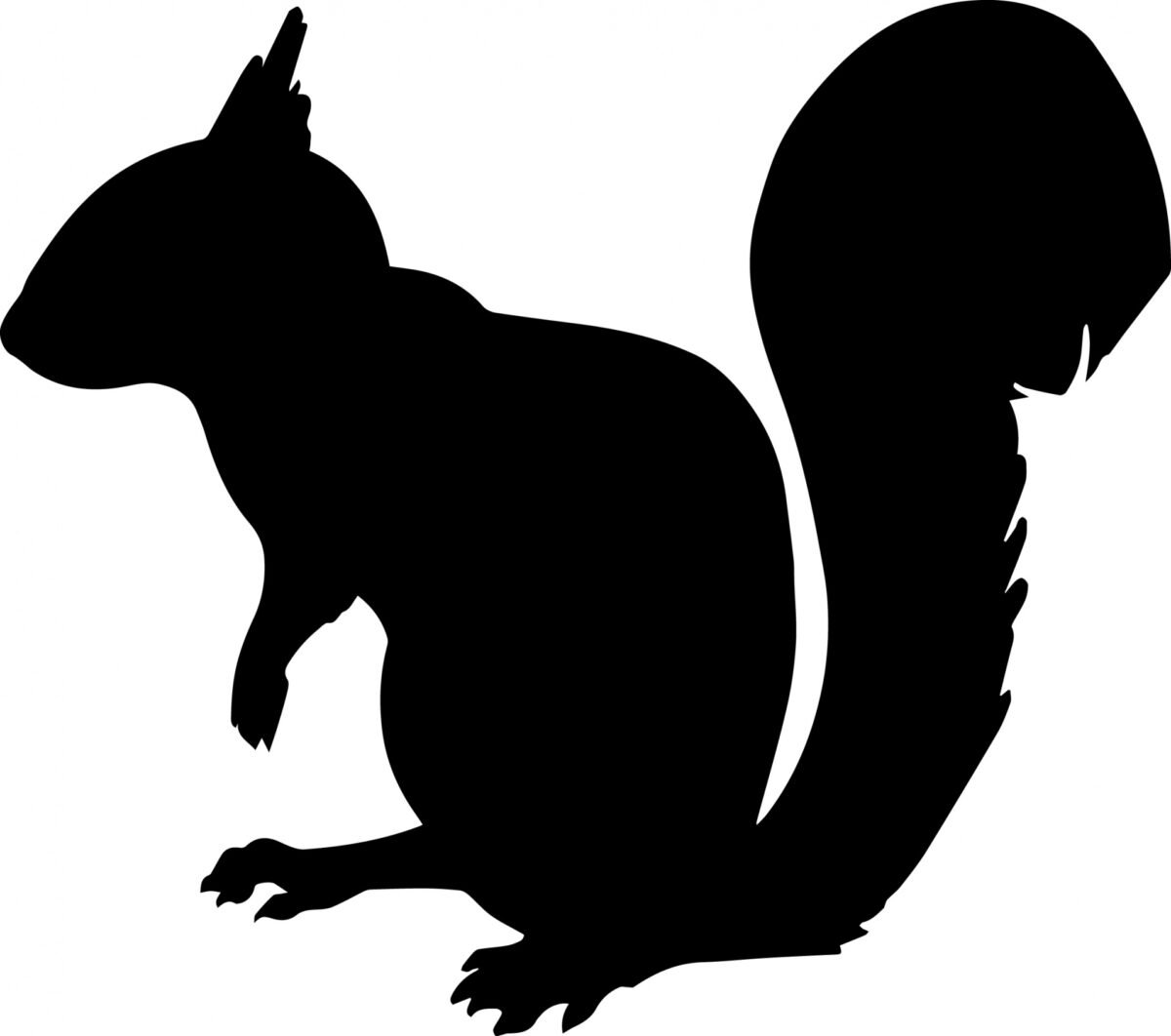 Flying Squirrel (Glaucomys volans)