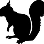Flying Squirrel (Glaucomys volans)