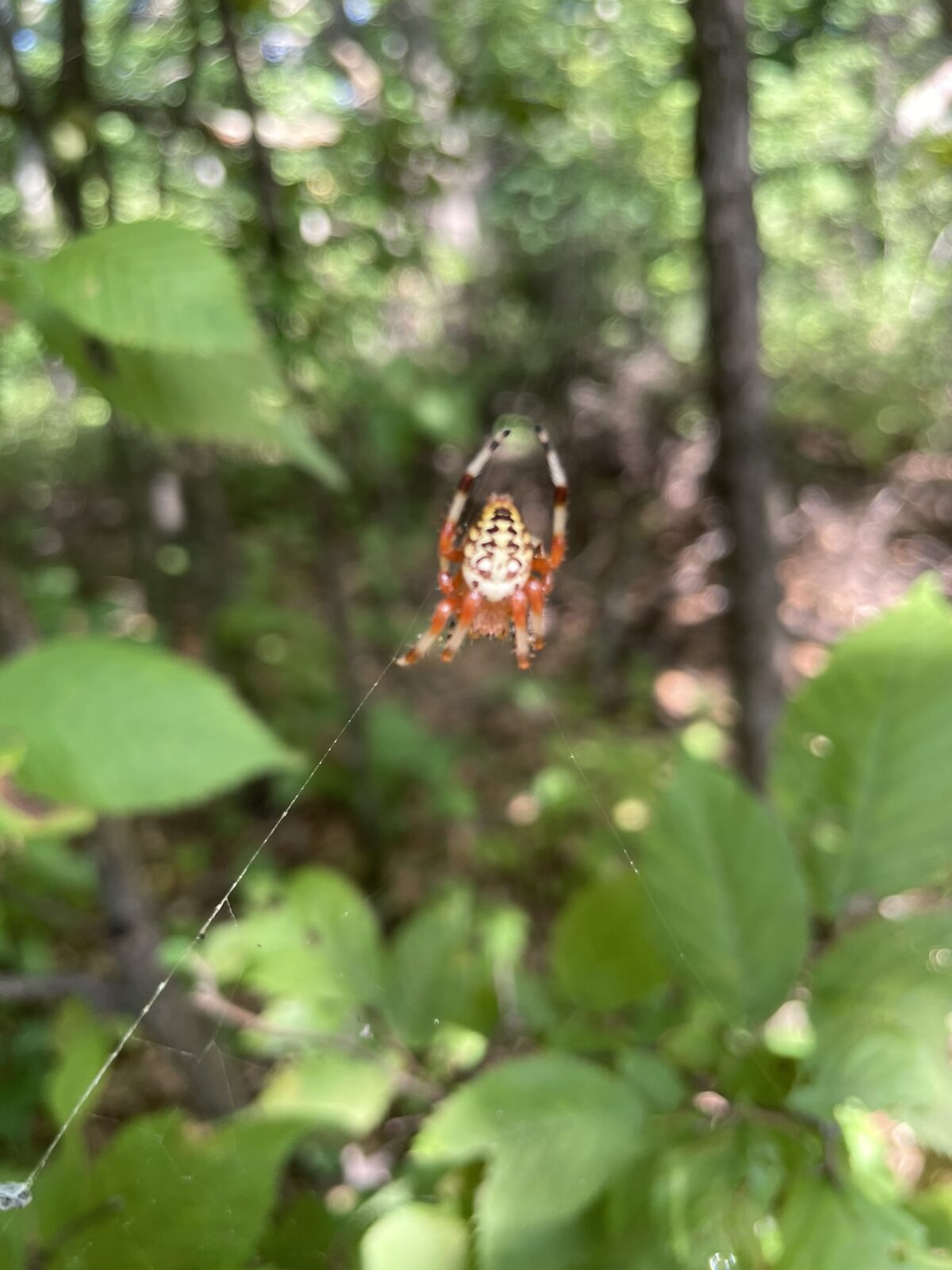 Marbled Orbweaver (Araneus marmoreus)