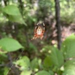 Marbled Orbweaver (Araneus marmoreus)