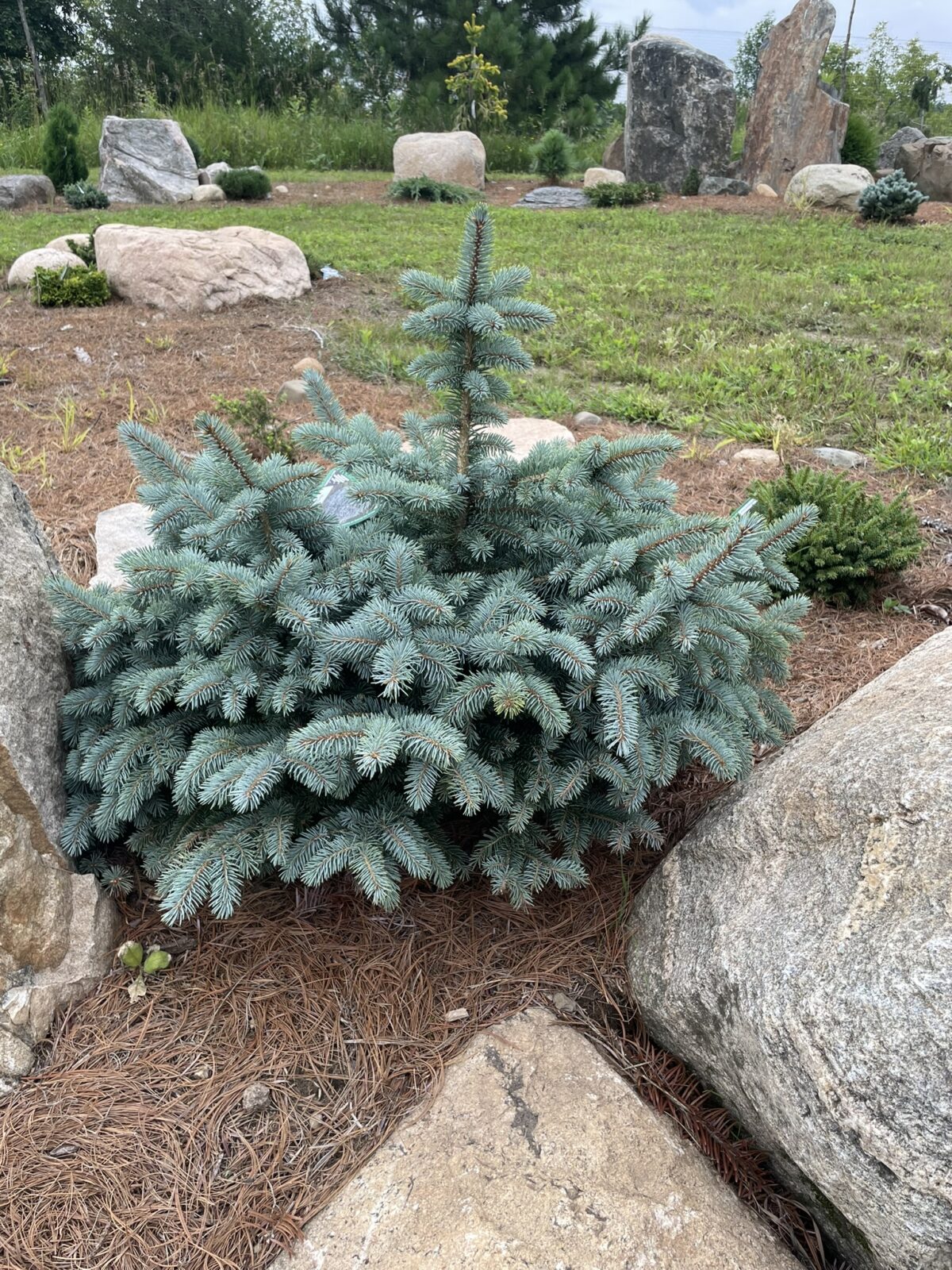 Montgomery Blue Spruce (Picea pungens ‘Montgomery’)