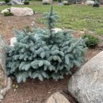 Montgomery Blue Spruce (Picea pungens ‘Montgomery’)