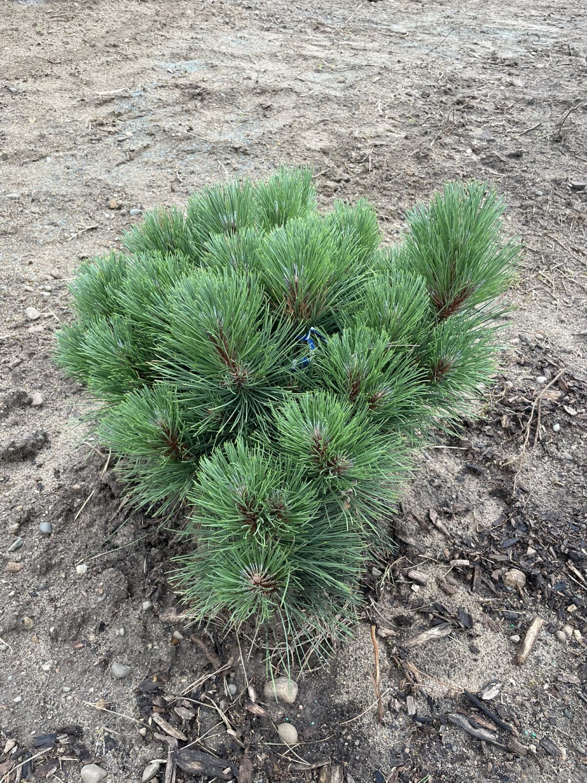 Morel Red Pine (Pinus resinosa ‘Morel’)