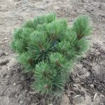 Morel Red Pine (Pinus resinosa ‘Morel’)