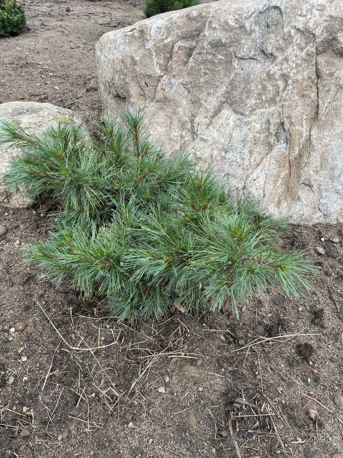 Niagara Falls Eastern White Pine (Pinus strobus ‘Niagara Falls’)