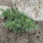 Niagara Falls Eastern White Pine (Pinus strobus ‘Niagara Falls’)
