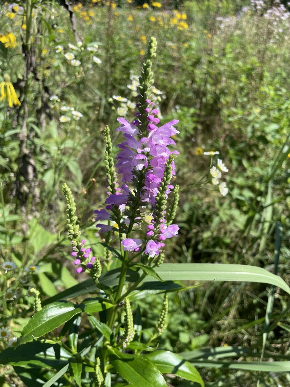 Obedient Plant (Physostegia virginiana)