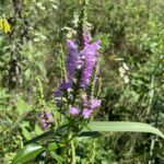 Obedient Plant (Physostegia virginiana)