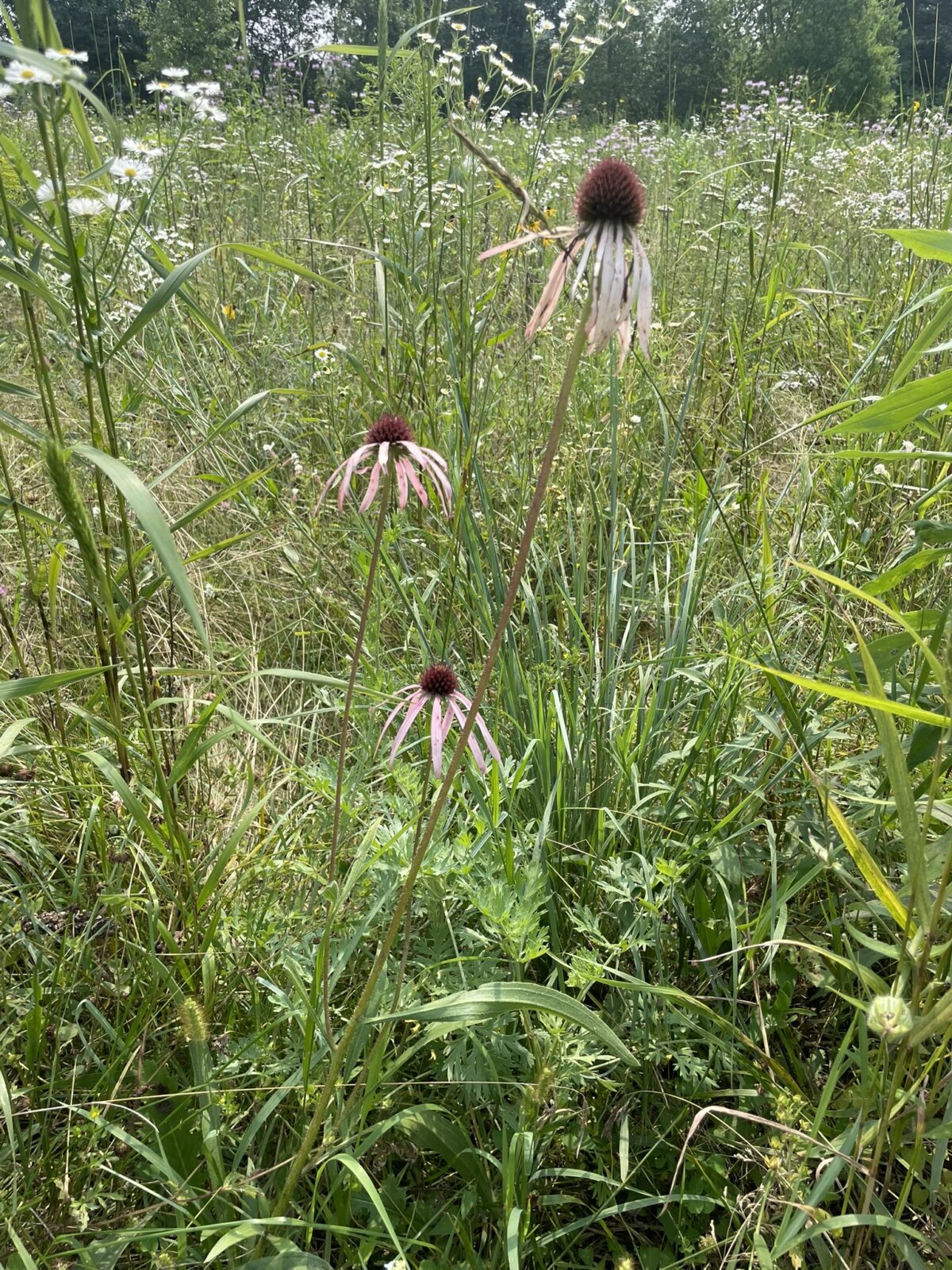 Pale Purple Coneflower (Echinacea pallida)