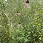 Pale Purple Coneflower (Echinacea pallida)