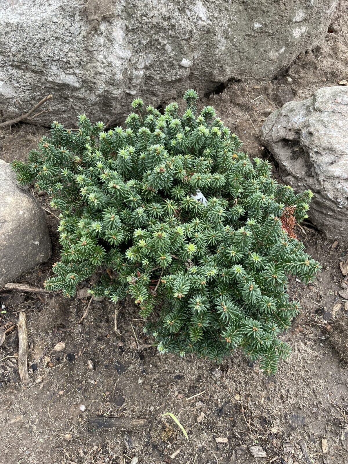 Piccolo Dwarf Balsam Fir (Abies balsamea ‘Piccolo’)