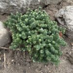 Piccolo Dwarf Balsam Fir (Abies balsamea 'Piccolo')