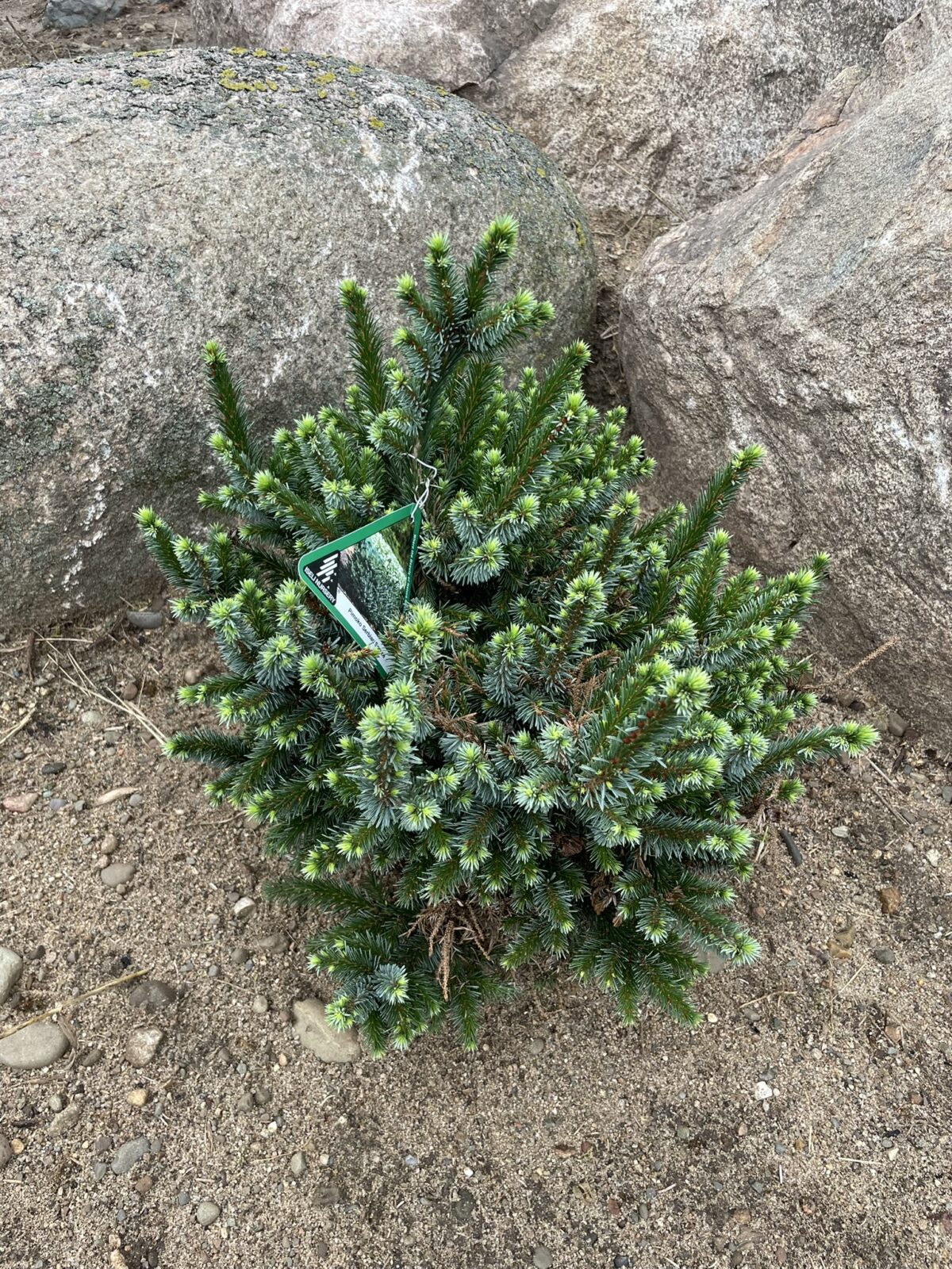 Pimoko Serbian Spruce (Picea omorika ‘Pimoko’)