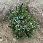 Pimoko Serbian Spruce (Picea omorika ‘Pimoko’)