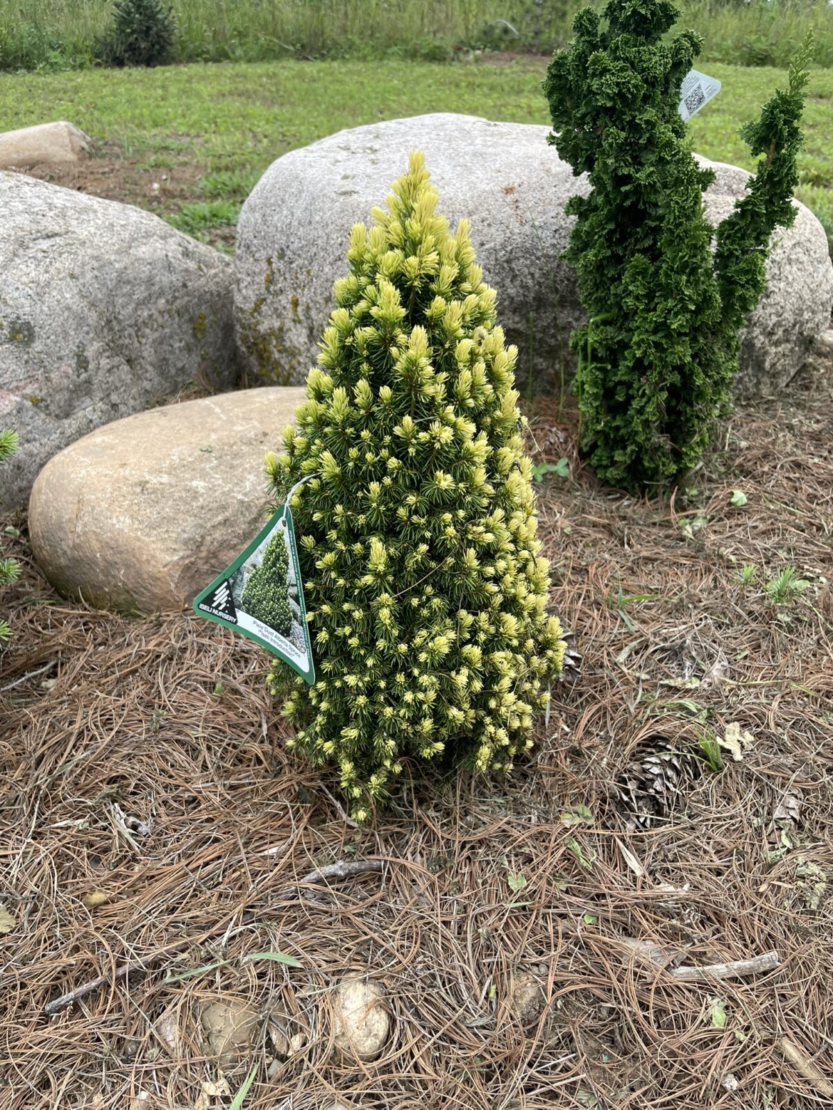 Pixie Dust Alberta Spruce (Picea glauca ‘Pixie Dust’)