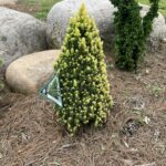 Pixie Dust Alberta Spruce (Picea glauca ‘Pixie Dust’)