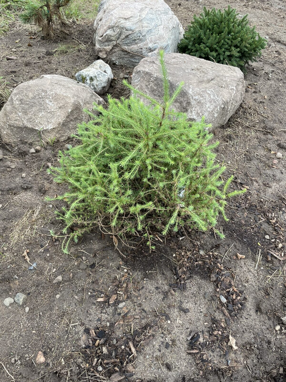 Prag European Larch (Larix decidua ‘Prag’)