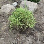 Prag European Larch (Larix decidua ‘Prag’)