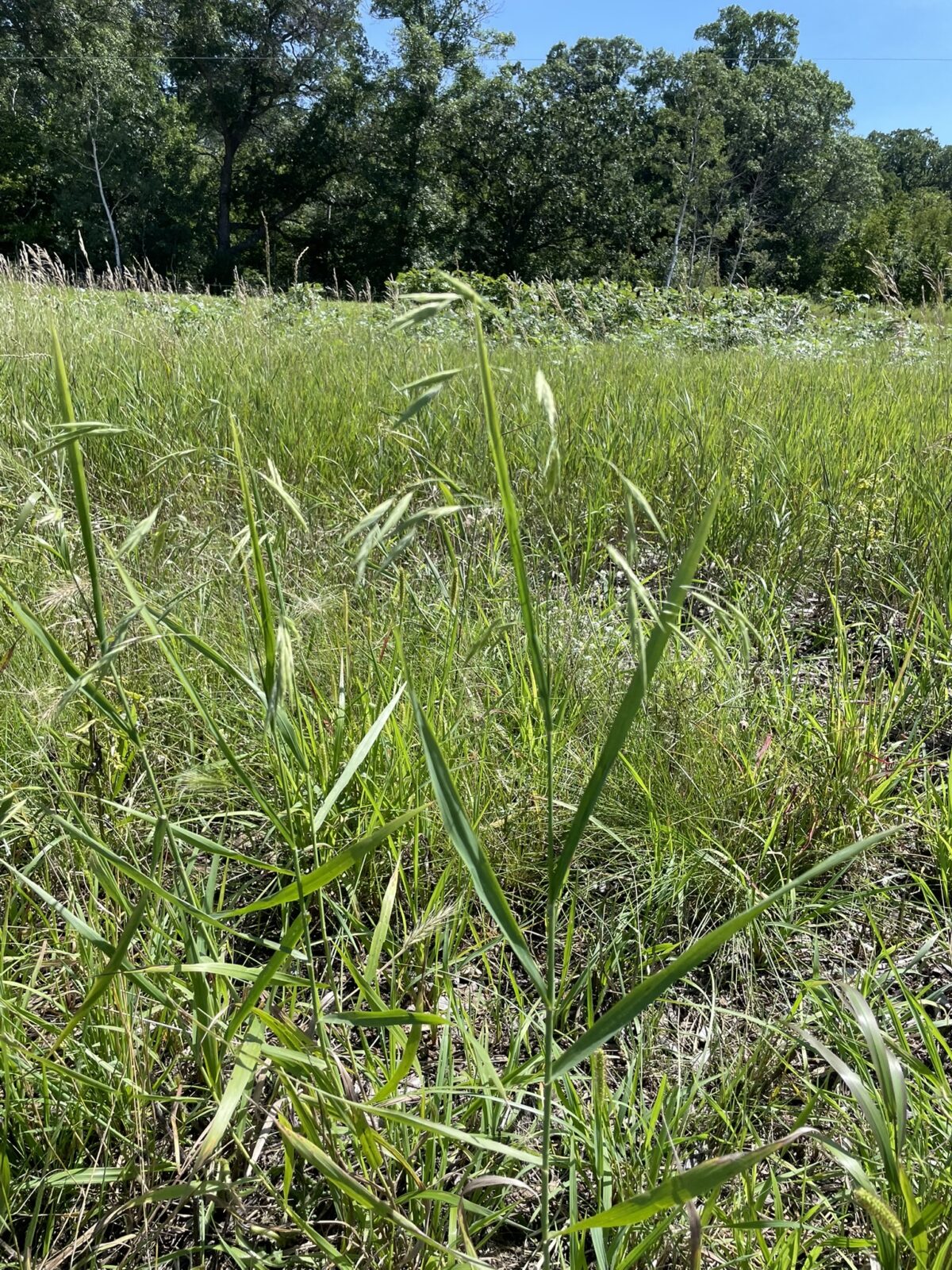 Prairie Brome (Bromus kalmii)