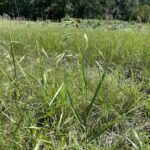 Prairie Brome (Bromus kalmii)