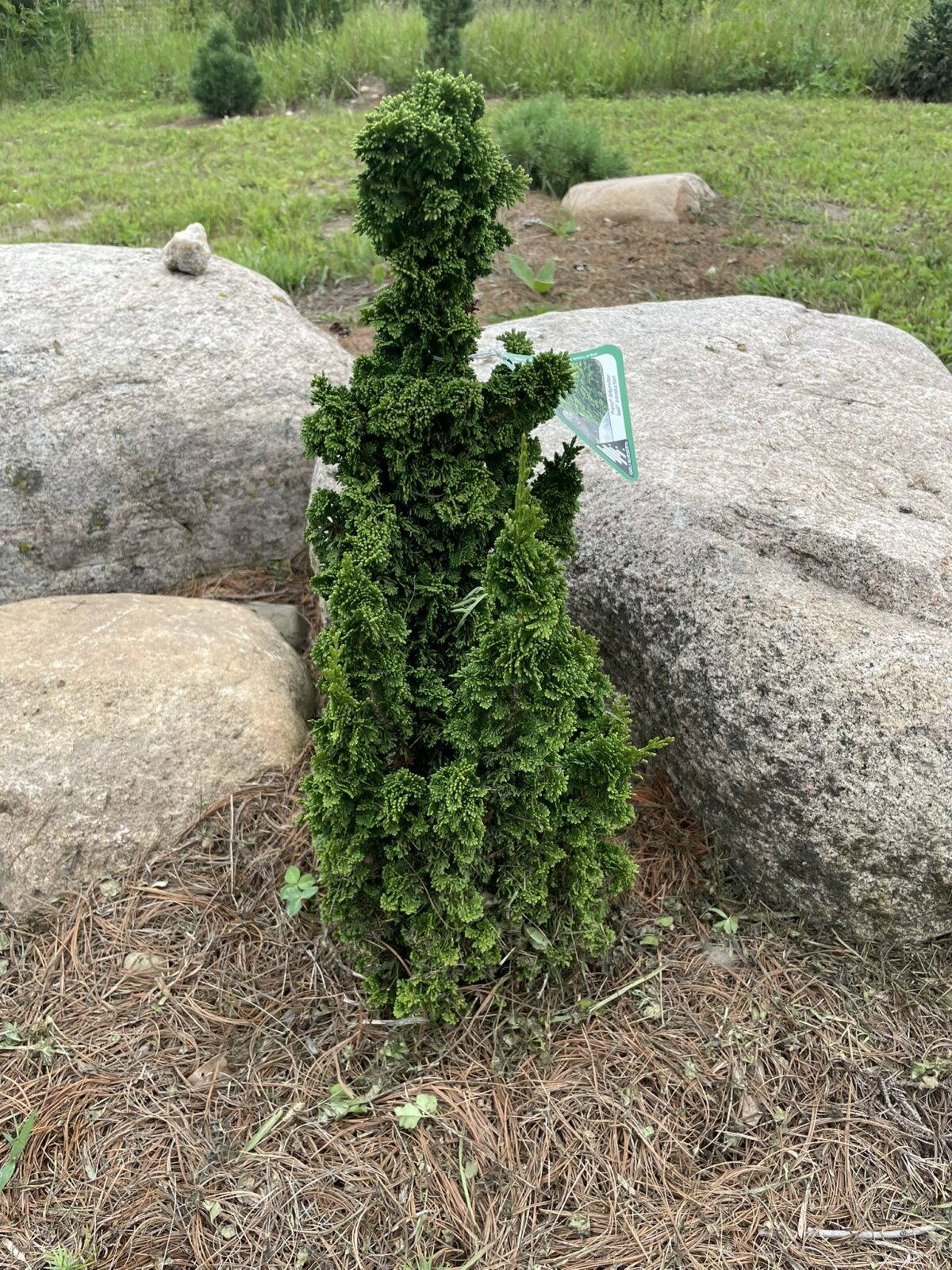 Primo Arbor Vitae (Thuja occidentalis ‘IslPrim’)