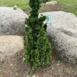 Primo Arbor Vitae (Thuja occidentalis 'IslPrim')