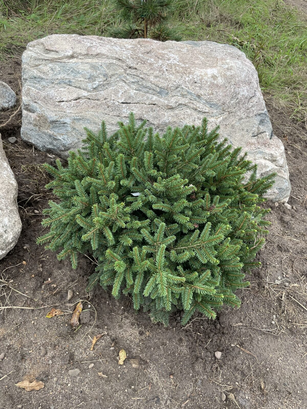Pumila Norway Spruce (Picea abies ‘Pumila’)