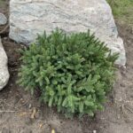 Pumila Norway Spruce (Picea abies ‘Pumila’)