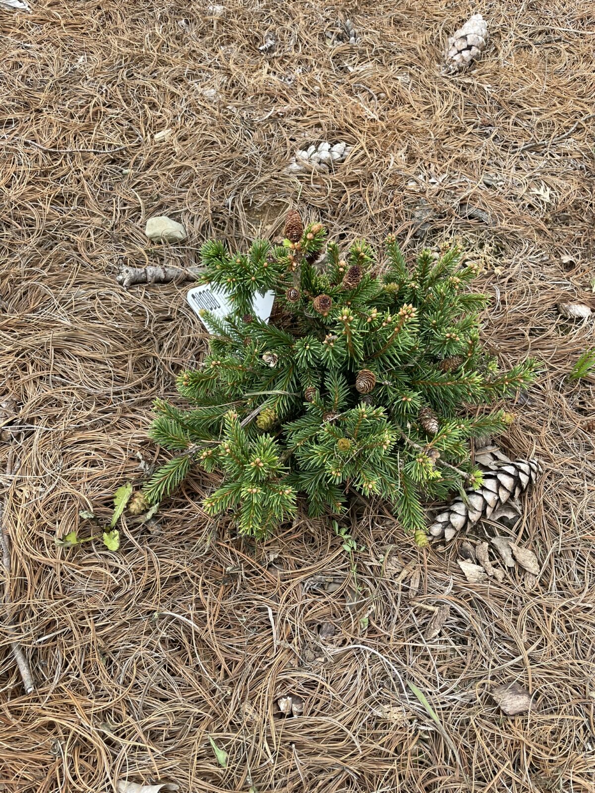 Pusch Norway Spruce (Picea abies ‘Pusch’)