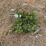 Pusch Norway Spruce (Picea abies ‘Pusch’)