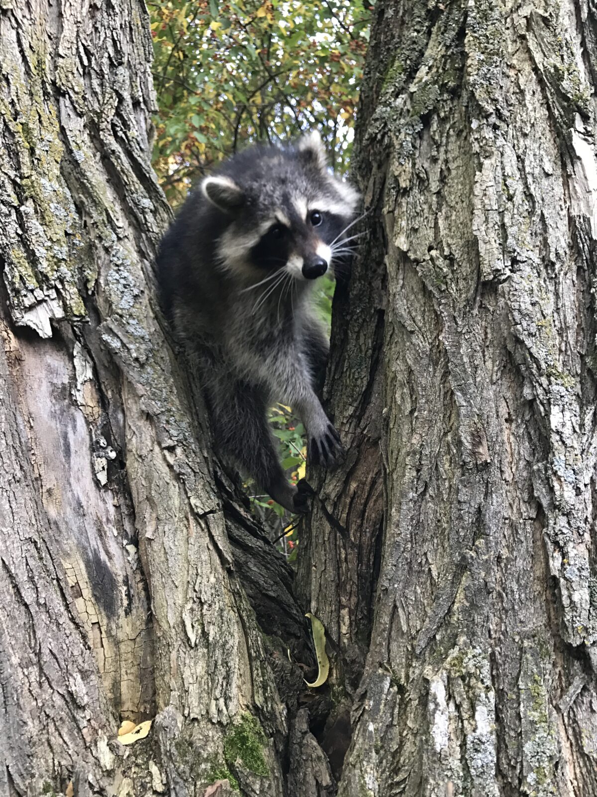 Northern Raccoon (Procyon lotor)