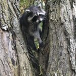 Northern Raccoon (Procyon lotor)