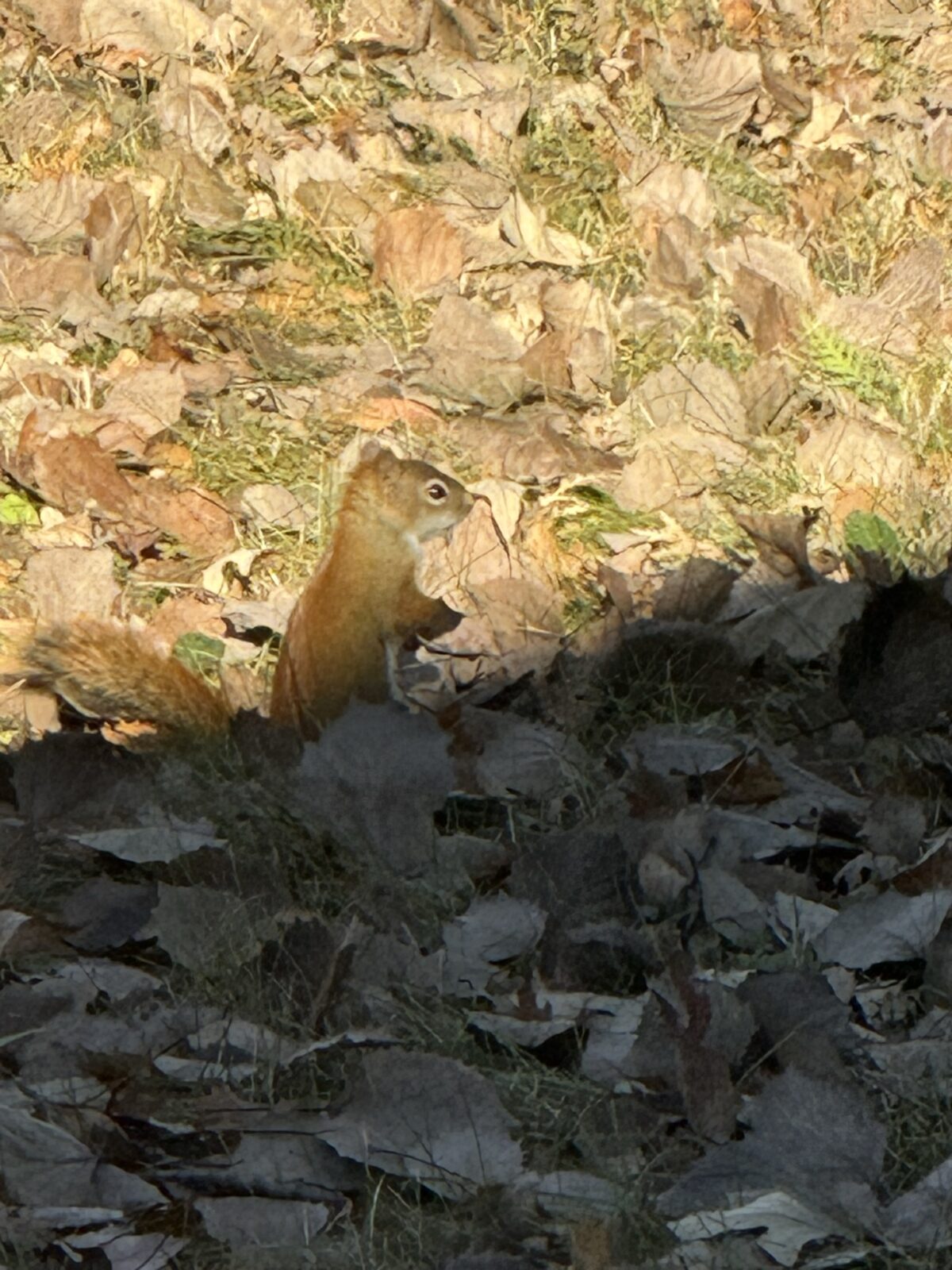 Red Squirrel (Tamiasciurus hudsonicus)