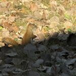 Red Squirrel (Tamiasciurus hudsonicus)