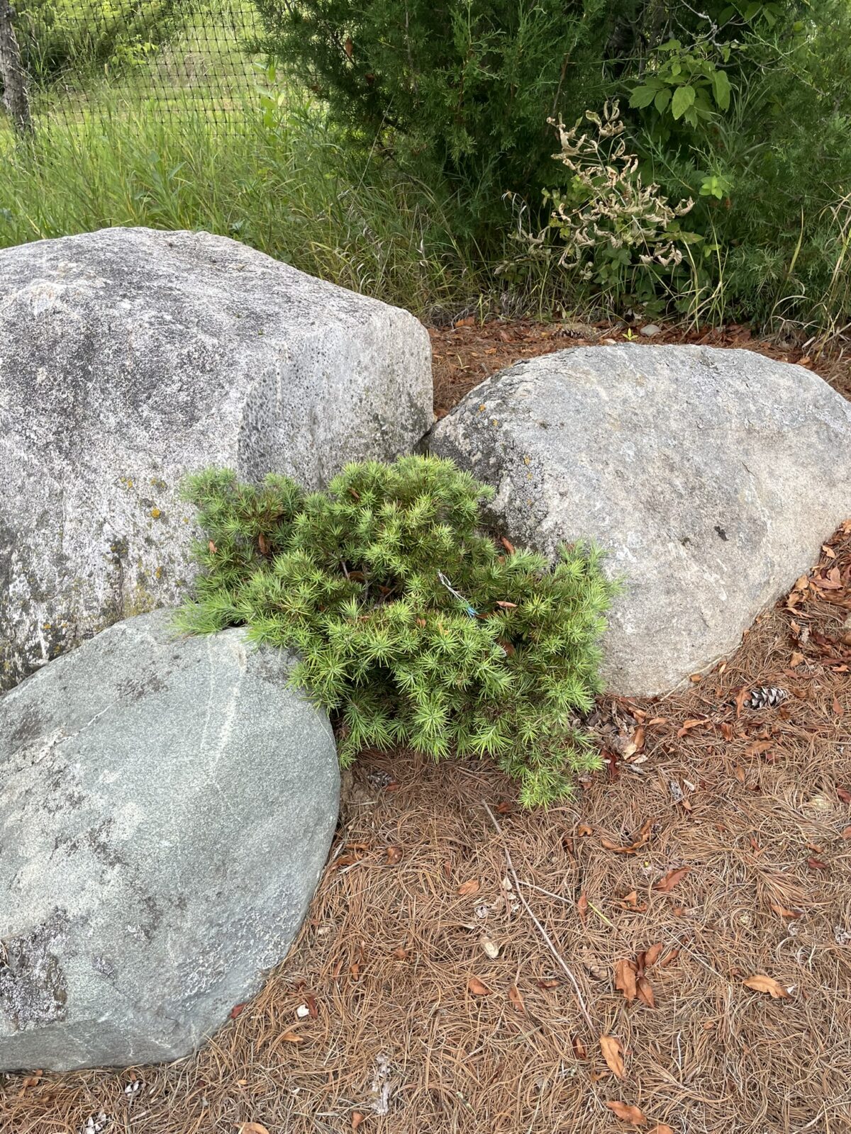 Romberg Park Dahurian Larch (Larix gmelinii ‘Romberg Park’)