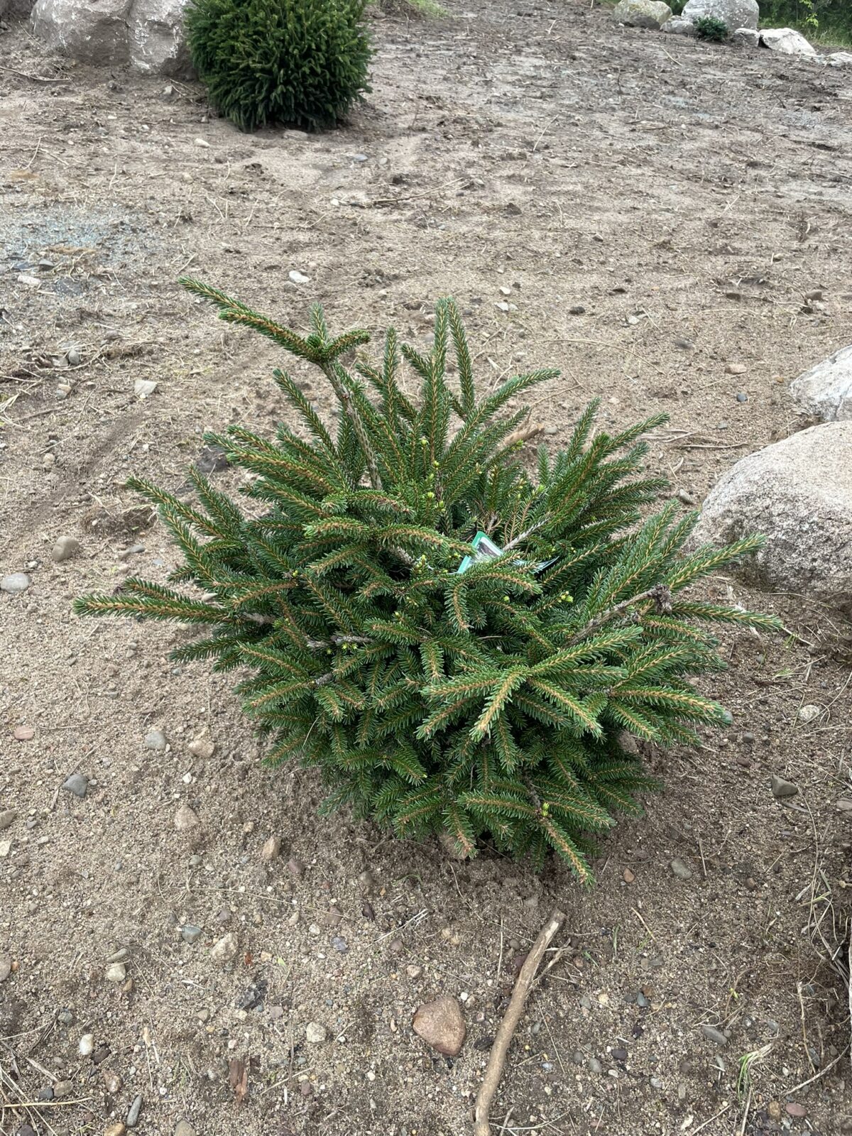 Shadow’s Broom Oriental Spruce (Picea orientalis ‘Shadow’s Broom’)