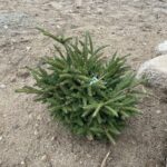 Shadow’s Broom Oriental Spruce (Picea orientalis ‘Shadow’s Broom’)