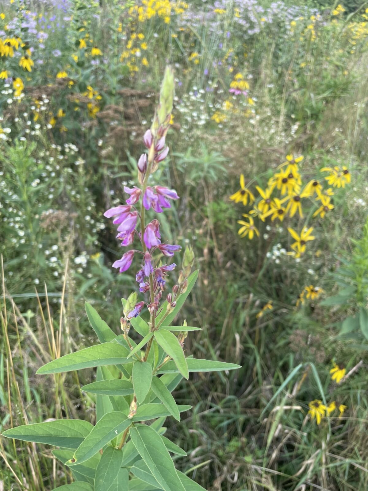 Showy Tick-trefoil (Desmodium canadense)