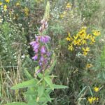 Showy Tick-trefoil (Desmodium canadense)