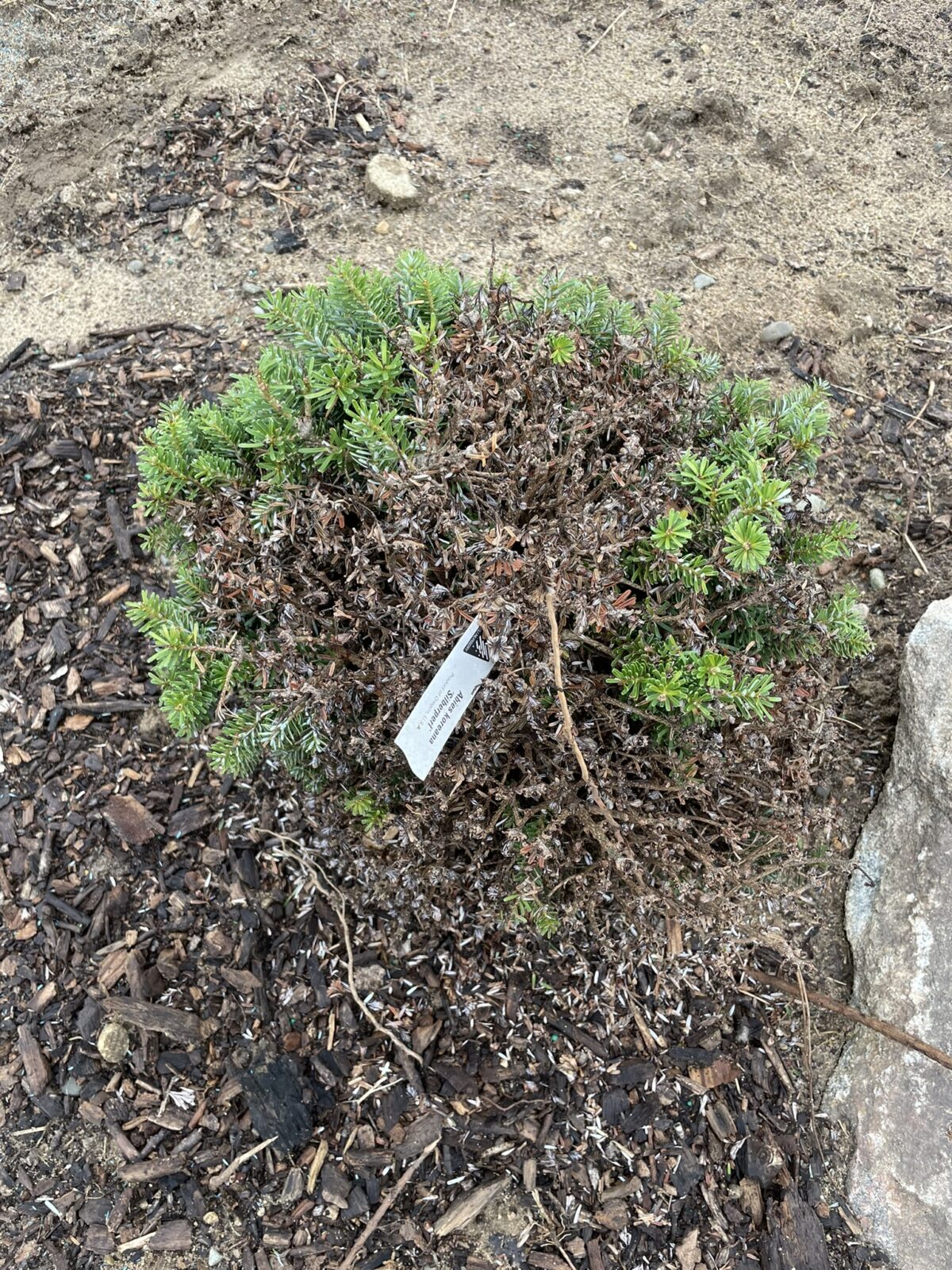 Silver Pearl Korean Fir (Abies koreana ‘Silberperle’)