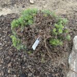 Silver Pearl Korean Fir (Abies koreana ‘Silberperle’)