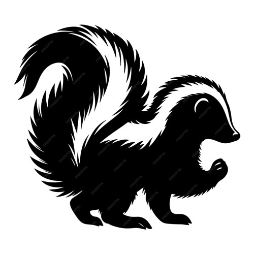 Striped Skunk (Mephitis mephitis)