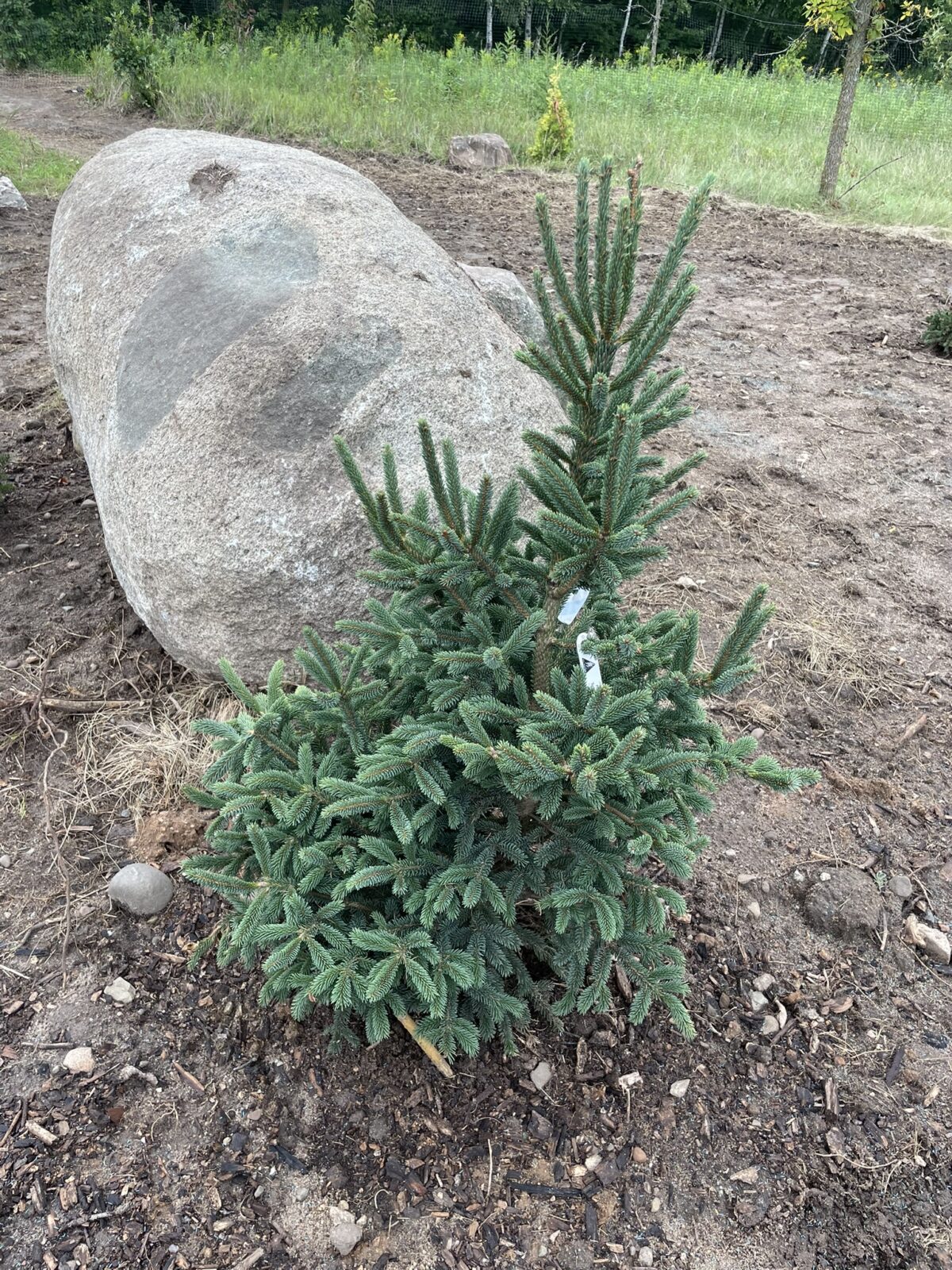 Spring Sunshine White Spruce (Picea glauca ‘Spring Sunshine’)