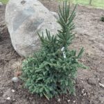 Spring Sunshine White Spruce (Picea glauca ‘Spring Sunshine’)
