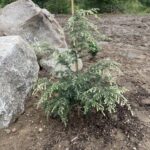 Summer Snow Canadian Hemlock (Tsuga canadensis ‘Summer Snow’)